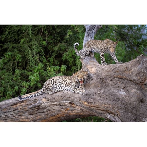 Original African Safari photo