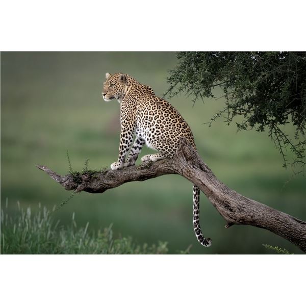 Original African Safari photo