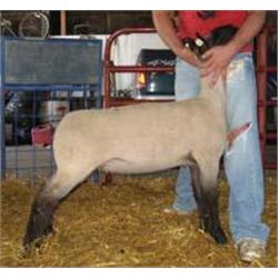 Langemeier Club Lambs