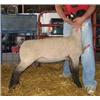 Image 1 : Langemeier Club Lambs
