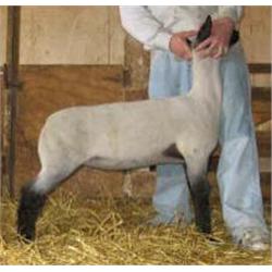 Langemeier Club Lambs