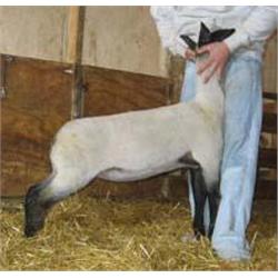 Langemeier Club Lambs