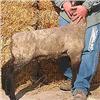 Image 1 : Greiner Club Lambs