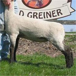 Greiner Club Lambs