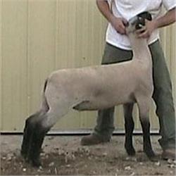 MacLennan Club Lambs