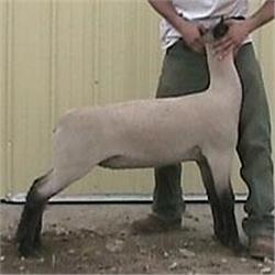 MacLennan Club Lambs