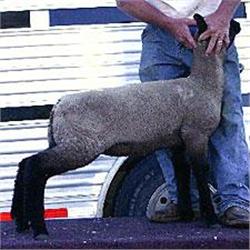 Glasscock Club Lambs