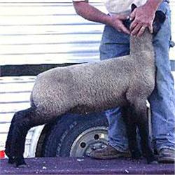 Glasscock Club Lambs