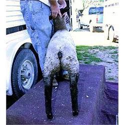 Glasscock Club Lambs