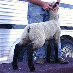 Shrank Club Lambs
