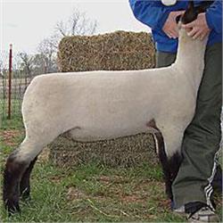 Allison McGolden Club Lambs