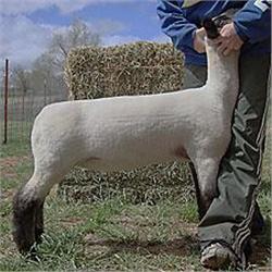 Allison McGolden Club Lambs