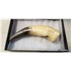 Image 2 : VERY OLD ANIMAL HORN