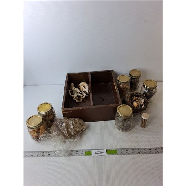 Lot of Artifacts- Animal Bones & Skulls, Bird's Nest, Seashells, Misc.  PICK UP
