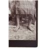 Image 5 : C. S. Fly Boudoir Card, "Maricopa Squaws, 1880s