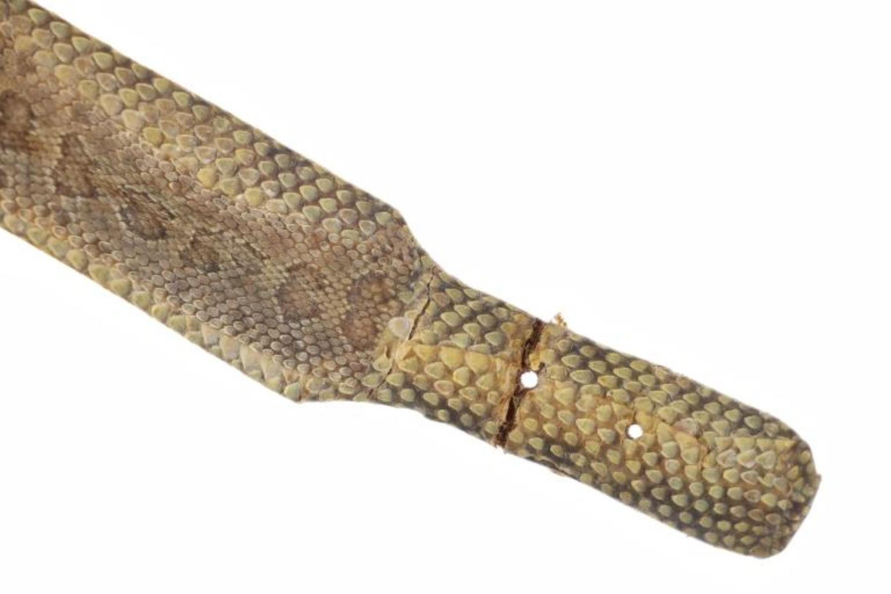 Comanche Rattle 19th-century Comanche Concho Rattlesnake Belt RARE