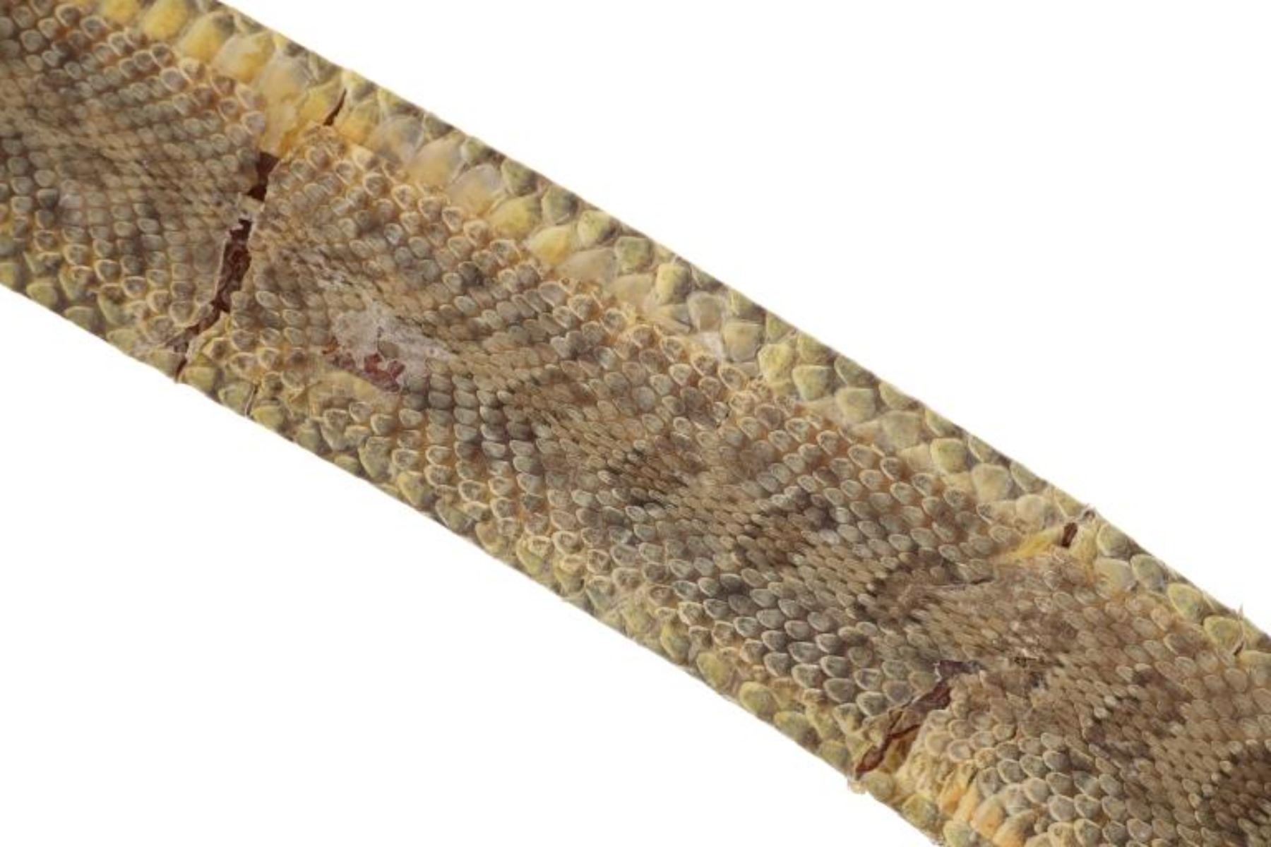 Comanche Rattle 19th-century Comanche Concho Rattlesnake Belt RARE