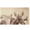 Image 3 : C.S. Fly "Stagecoach Robbery Posse" Vendetta Ride