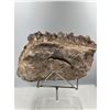 Image 4 : 10 X 8 INCH  5 KG DOG THOOT CHOCOLATE CALICTE SPECIMEN
