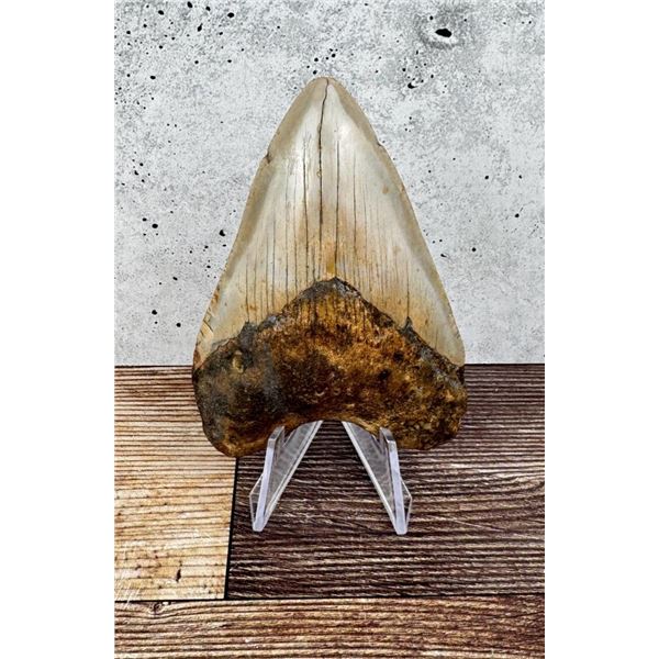 Megalodon Fossil Shark Tooth