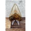 Image 1 : Megalodon Fossil Shark Tooth