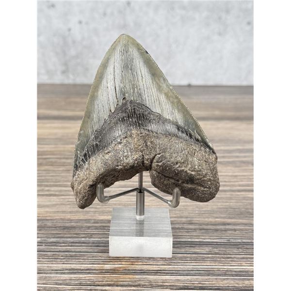 Megalodon Fossil Shark Tooth