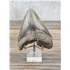 Image 1 : Megalodon Fossil Shark Tooth