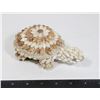 Image 1 : HAND MADE, SNAIL SHELL, TORTOISE