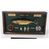 Image 1 : ANTIQUE LOOK SHADOWBOX FISH ART