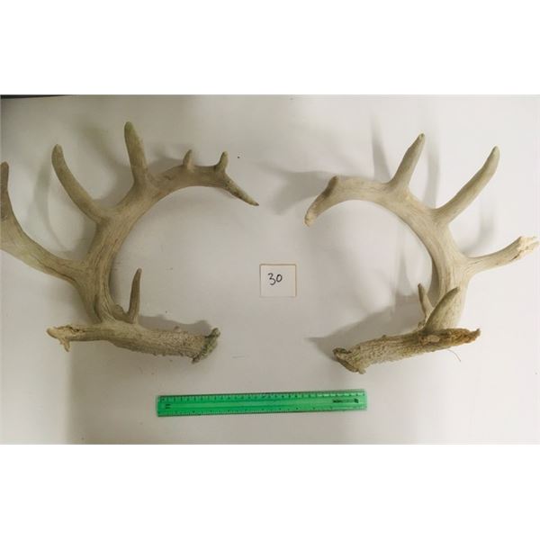 Large White Tail Matching Set Sheds 8x8 points