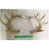 Image 1 : Large White Tail Matching Set Sheds 8x8 points