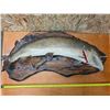 Image 1 : taxidermy fish on a wood board- 38"L- unchecked
