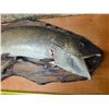 Image 2 : taxidermy fish on a wood board- 38"L- unchecked