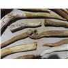 Image 4 : Lot of Broken Antlers