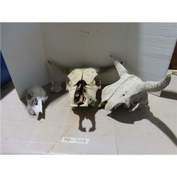 Lot of Misc. Skulls