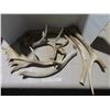 Image 1 : Lot of Misc. Antlers (Not Damaged)