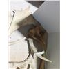 Image 2 : Lot of Misc. Antlers (Not Damaged)