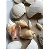 Image 2 : Collection of Assorted Sea Shells