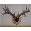 Image 1 : Antler with Tag.
