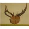 Image 2 : Antler with Tag.
