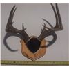 Image 1 : Antler with Tag.