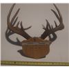Image 2 : Antler with Tag.