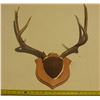 Image 1 : Antler with Tag.