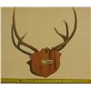 Image 2 : Antler with Tag.