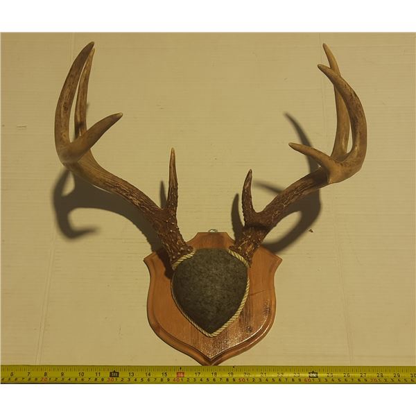 Antler with Tag.
