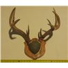 Image 1 : Antler with Tag.