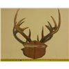 Image 2 : Antler with Tag.