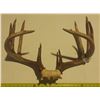 Image 1 : Antler with Tag.