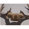 Image 2 : Antler with Tag.