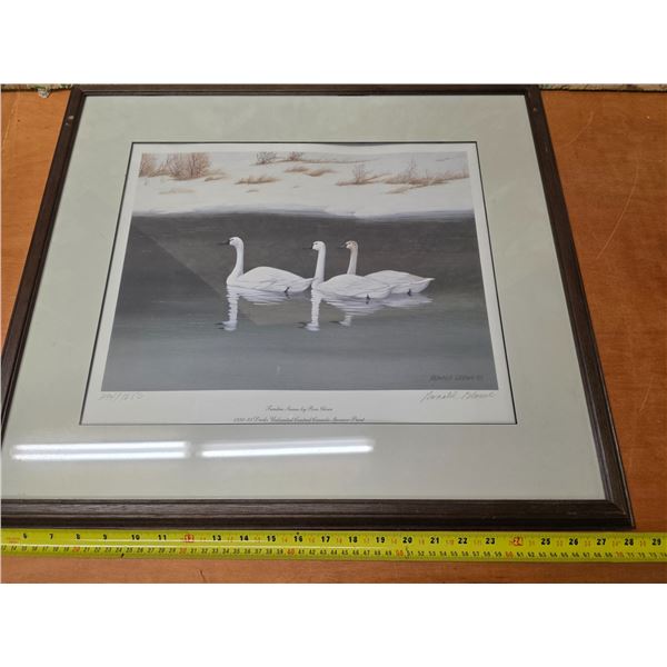 Tundra swans picture- 24" by 21"